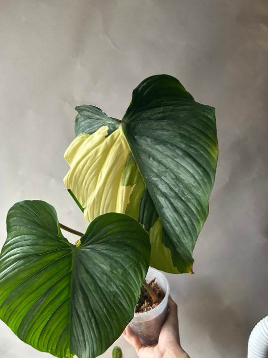 Philodendron Pastazanum Albo Type 1