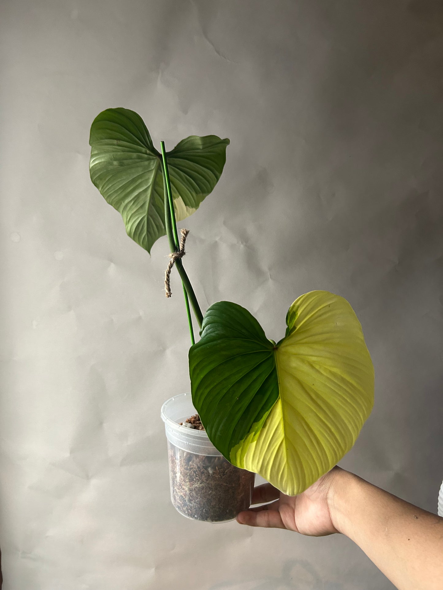 Philodendron Pastazanum Albo