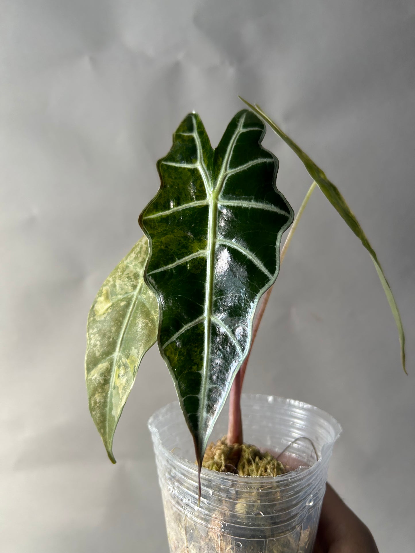 Alocasia Sanderiana Bull Aurea