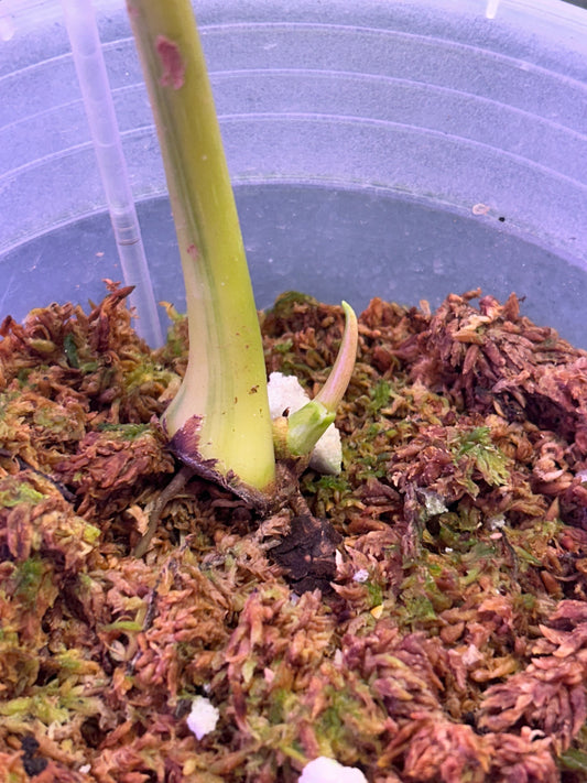 Philodendron Pastazanum Aurea Cutting