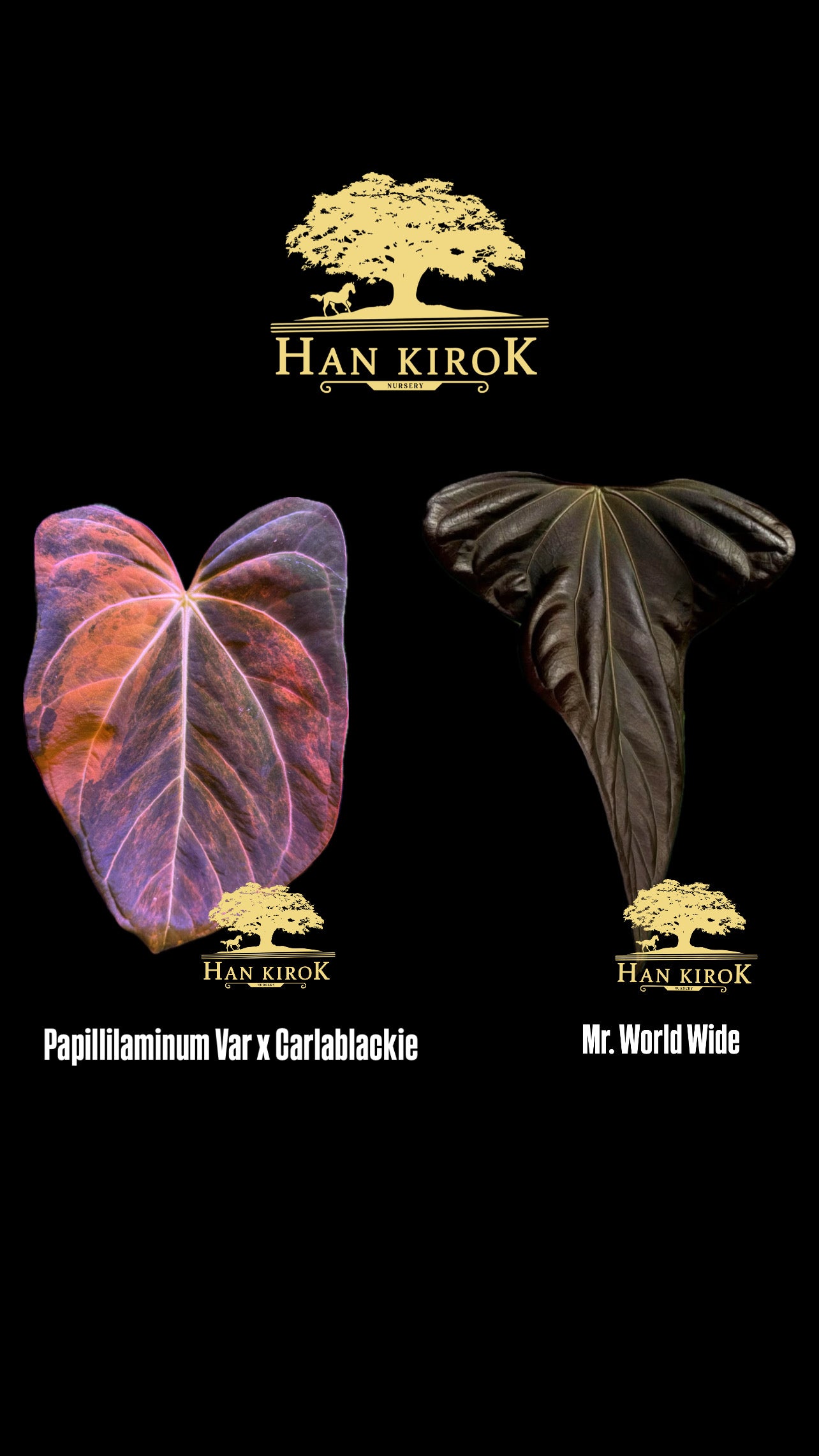 Anthurium ( Pap Var x Carlablackie) x Mr. World Wide by Han Kirok