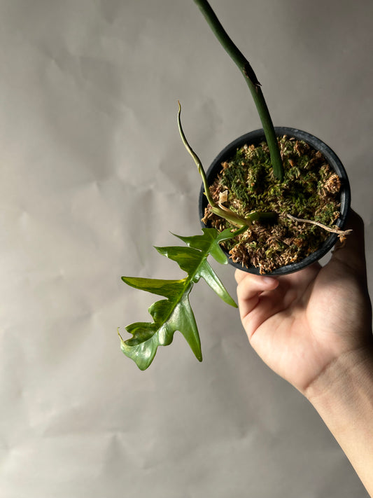 Philodendron Tortum x Florida Beauty