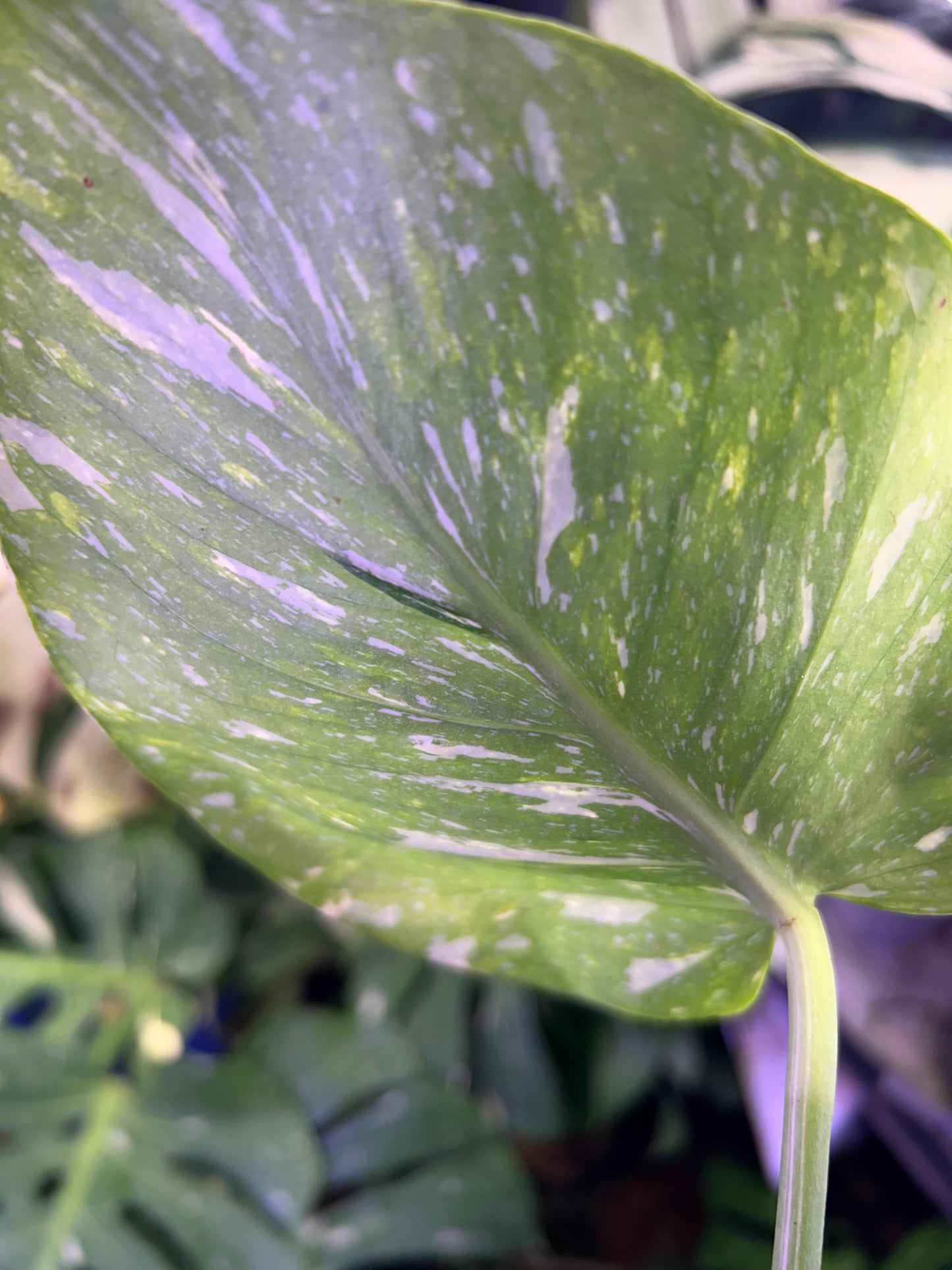 Monstera Medusa