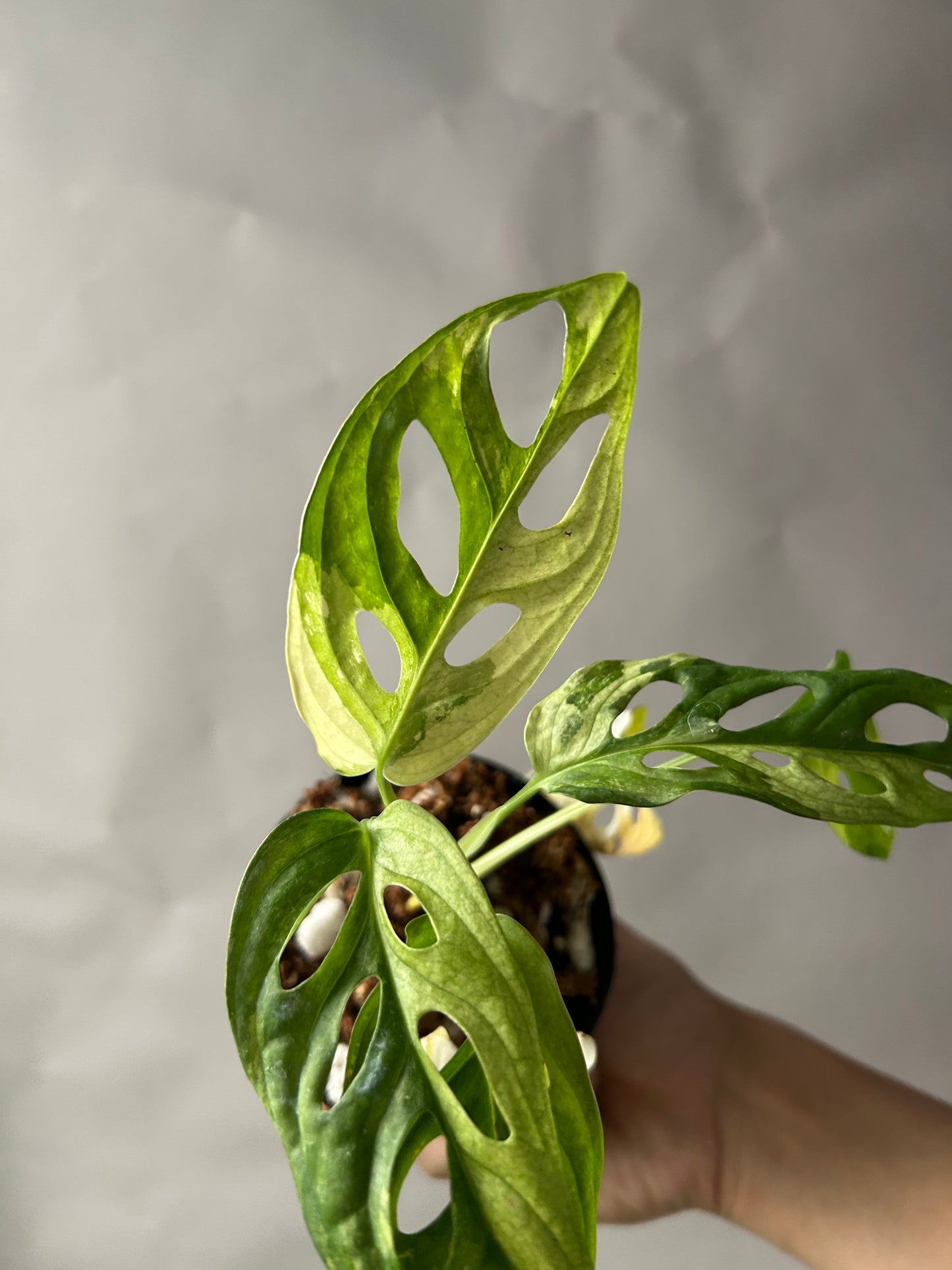 Monstera Adansonii Tricolor aka Albo