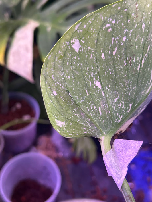 Monstera Medusa Cutting