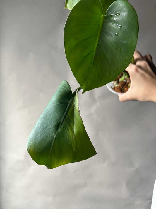 Monstera Deliciosa Green On Green