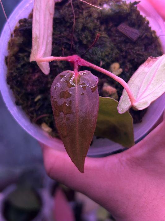 Anthurium Dressleri x RVDP S1