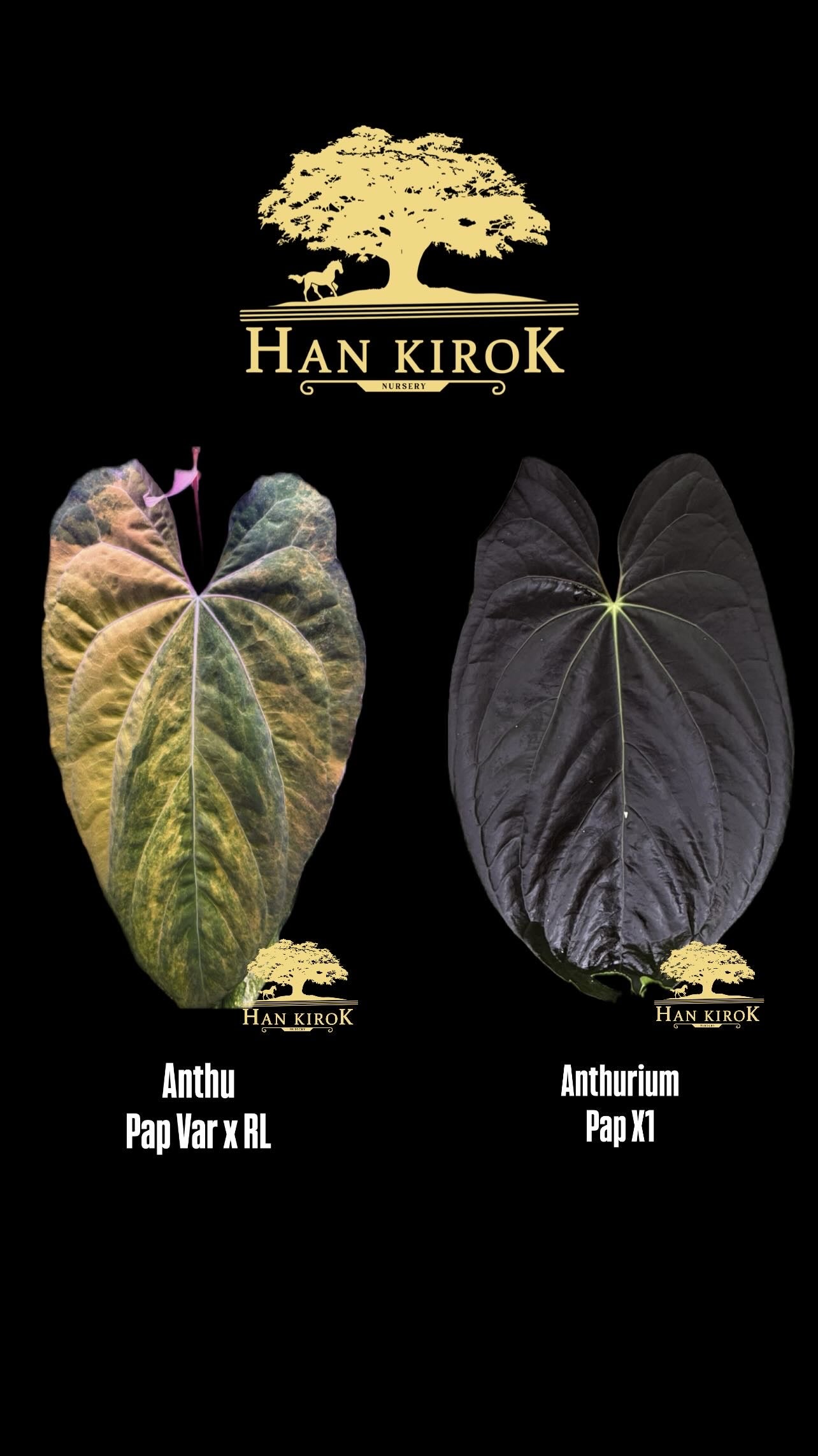 Variegated Anthurium ( Pap Var x RL ) x Anthurium X1 by Han Kirok