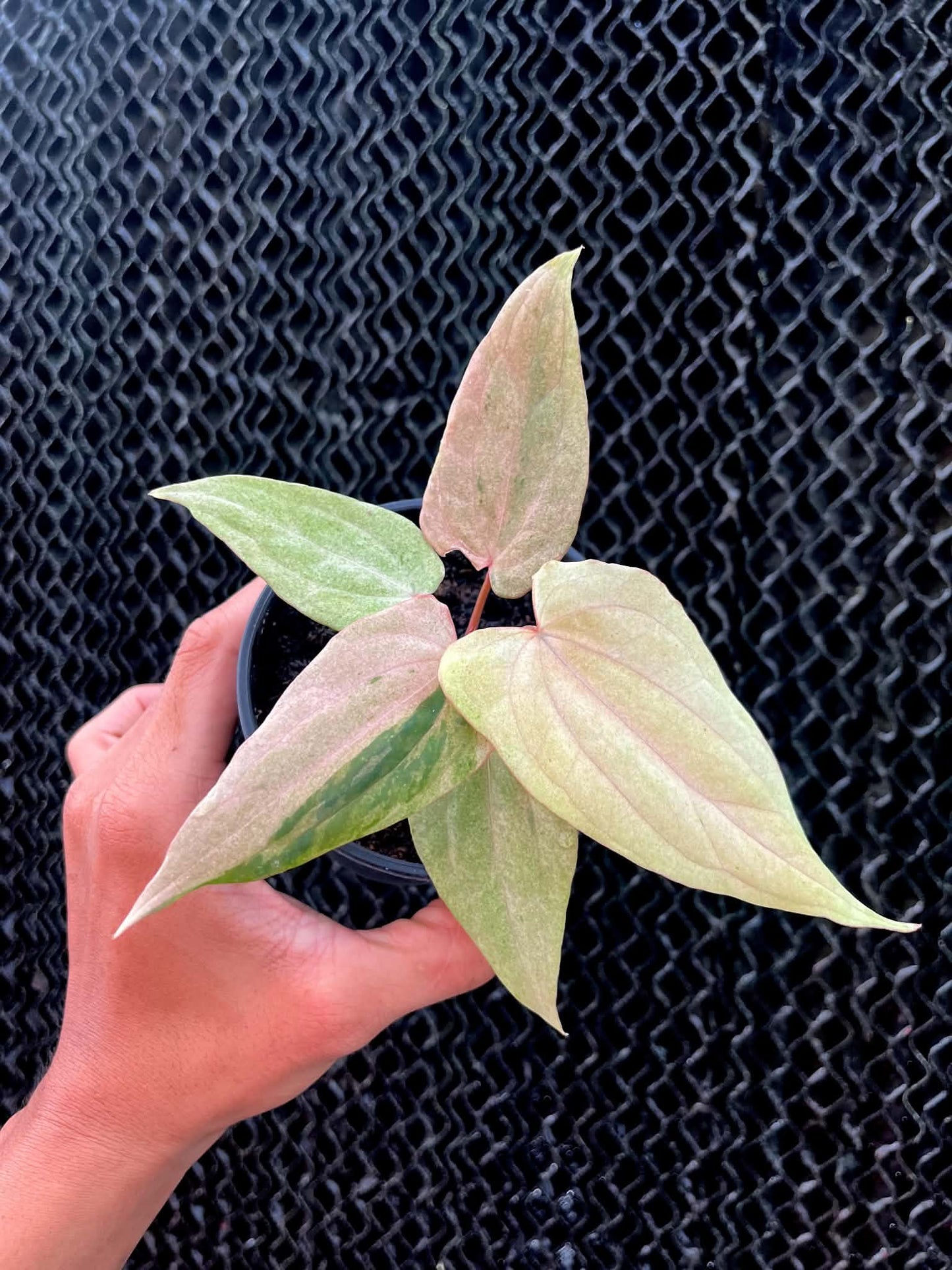 Variegated Anthurium Dressleri x RVDP S1 by Han Kirok