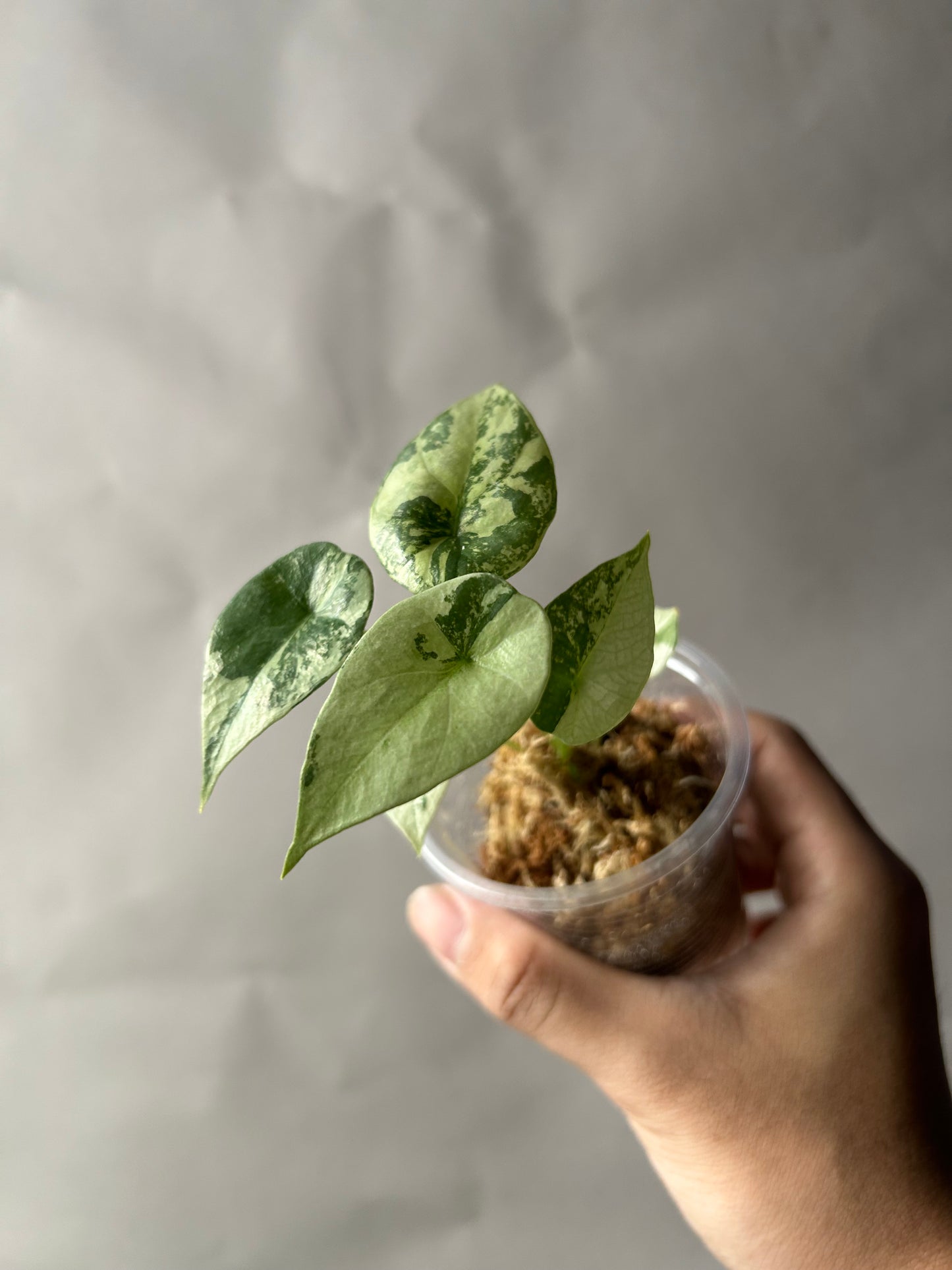 Alocasia Sinuata Albo