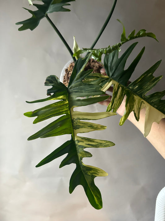 Philodendron Florida Beauty x Tortum