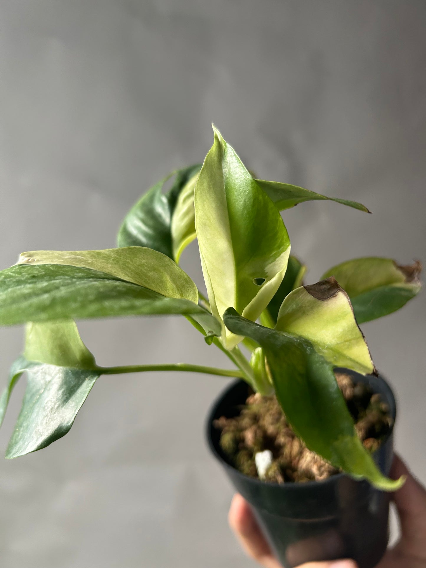 Rhaphidophora Tetrasperma Albo