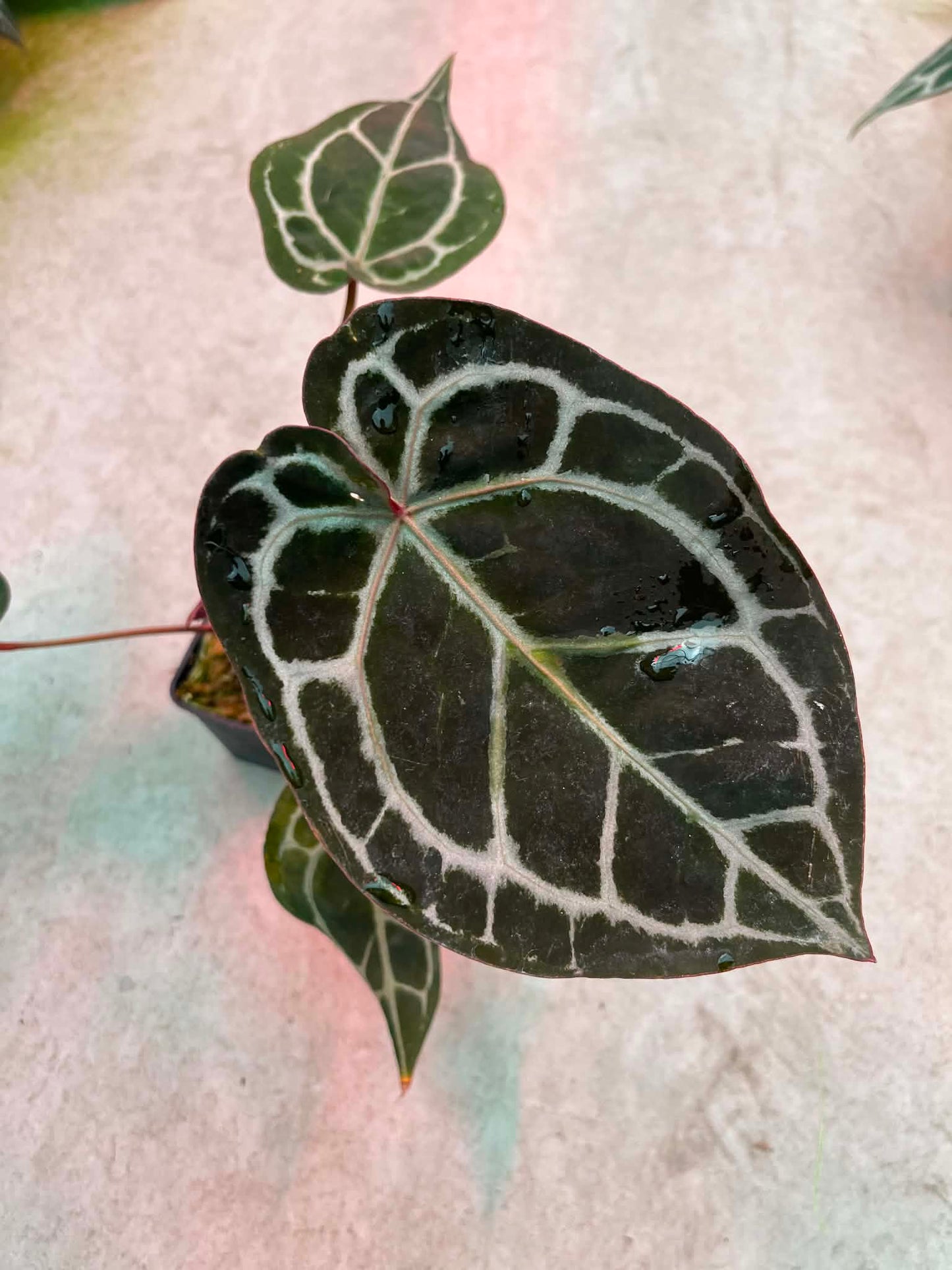 Selected - Anthurium ( SKG Pink Lemonade x RC ) x ( Zara x Michelle ) by Han Kirok