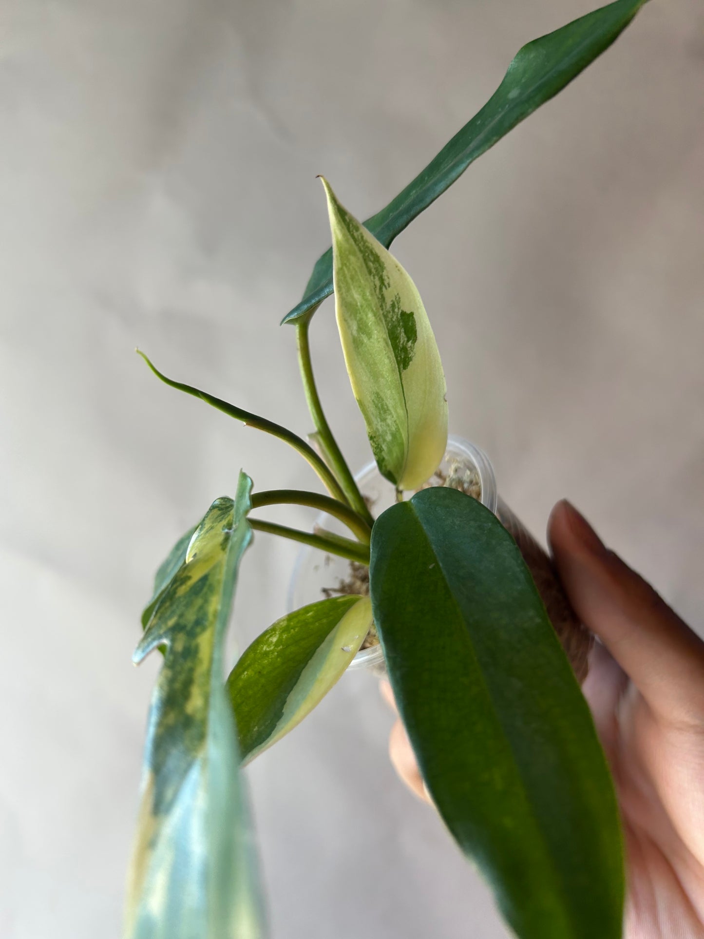 Philodendron Flobe x Tortum