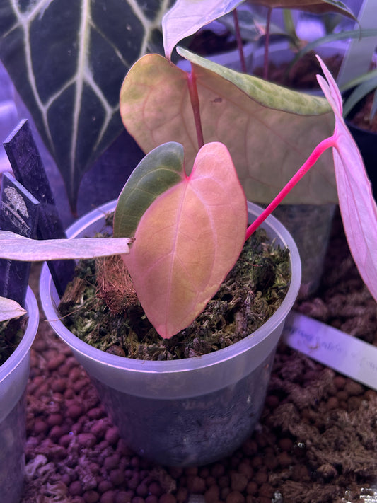 Variegated Anthurium Pap Var x RVDP by Han Kirok ( Clone )