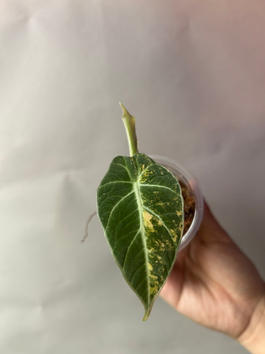 Alocasia Black Velvet Gold