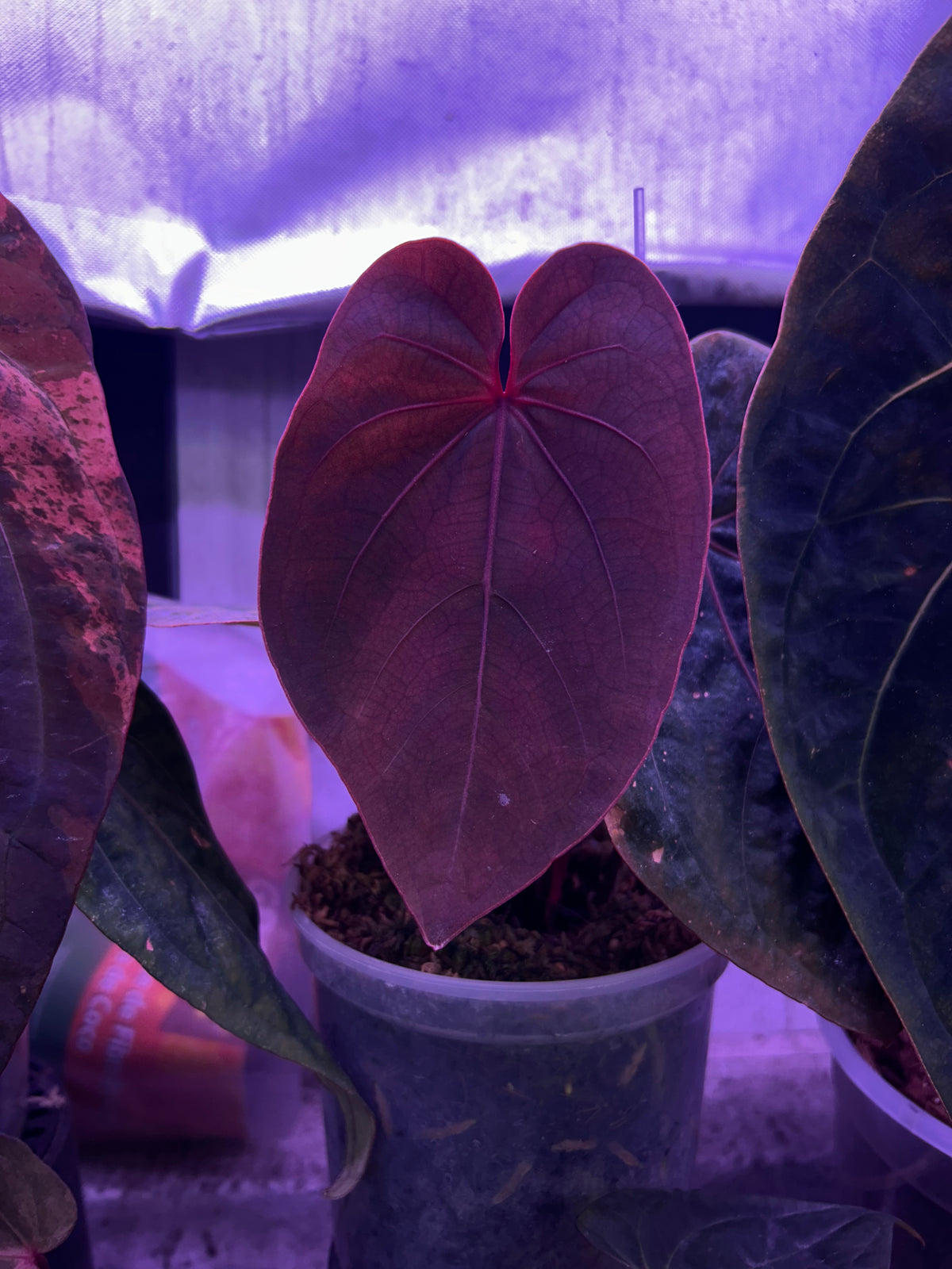 Anthurium Blood Moon (AUS Clone) Chunk with 2 growth