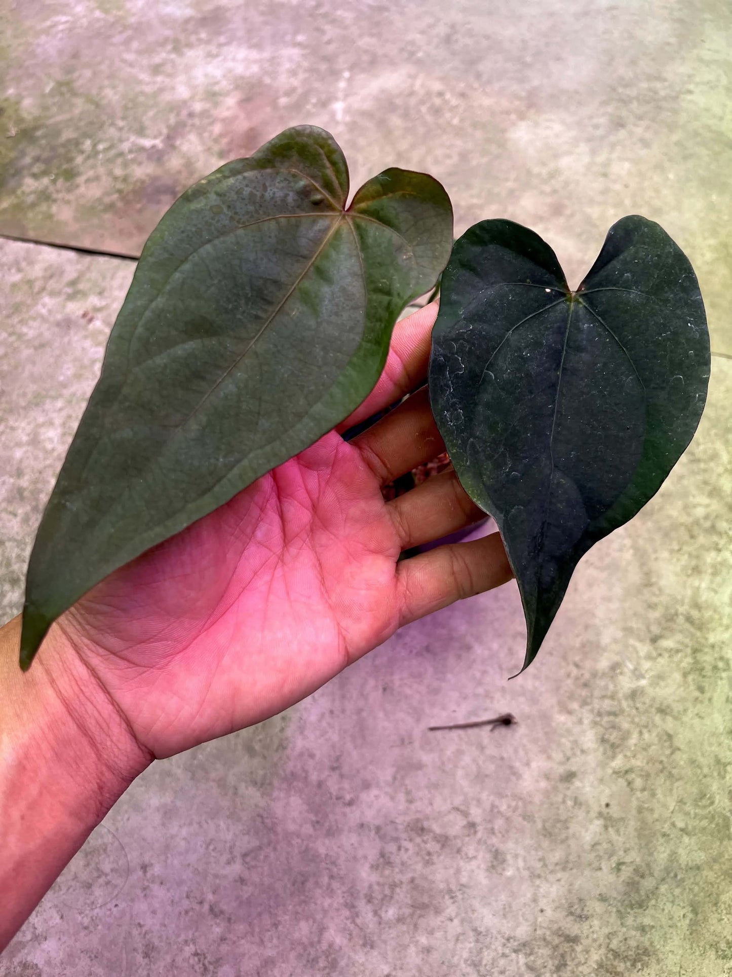 Anthurium AOS x Dressleri by Han Kirok
