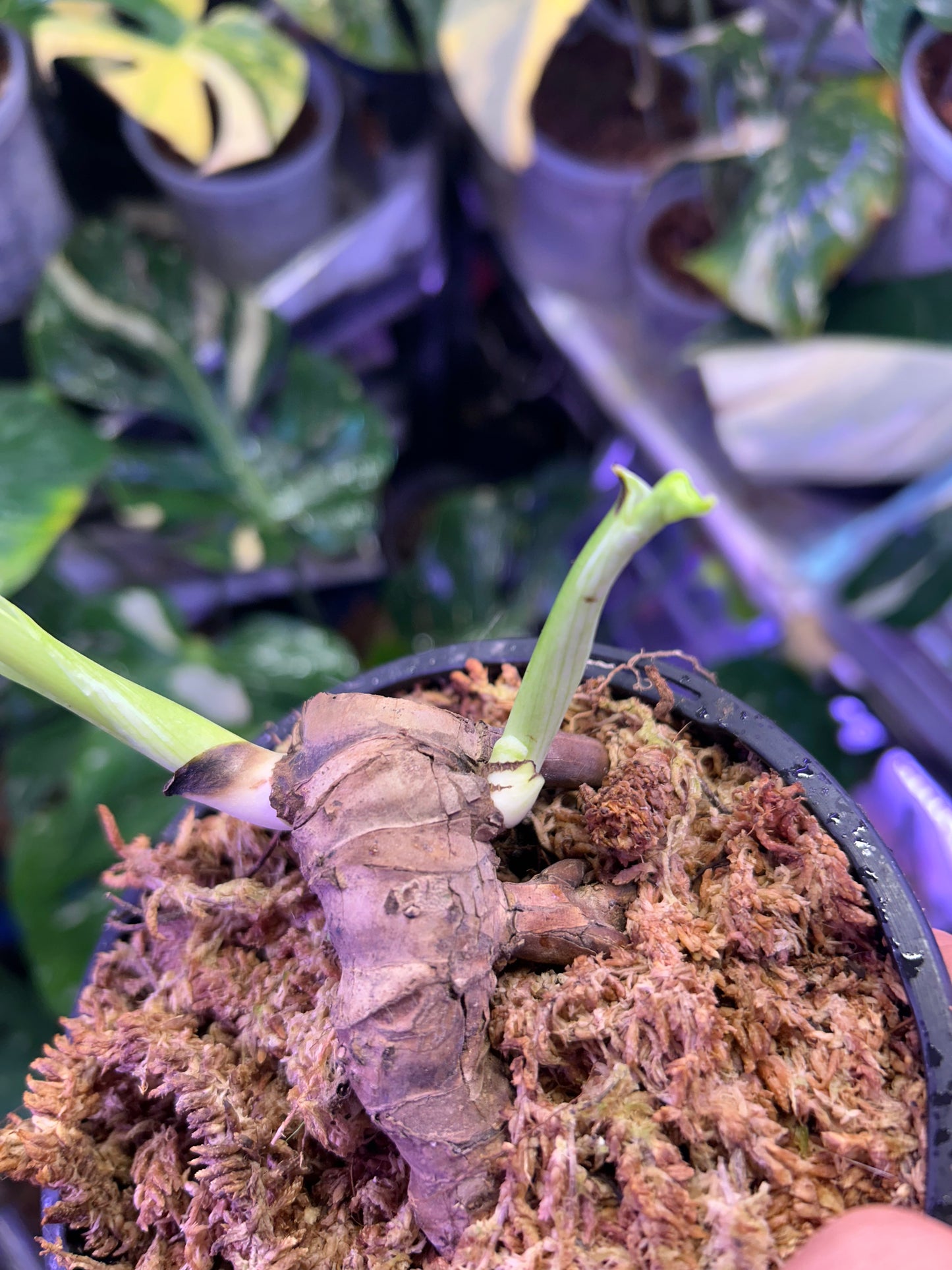 Monstera Fishbone Whole Bottom Cut