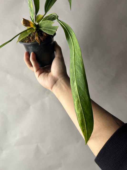 Anthurium Vittarifolium Variegated