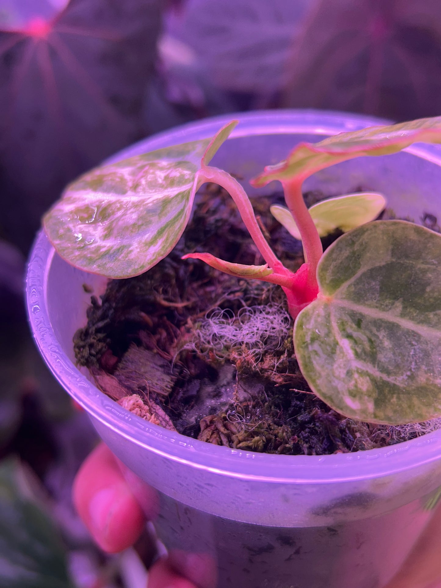 Anthurium Pap Var x Michelle Docblock by The Realm Of Leaf
