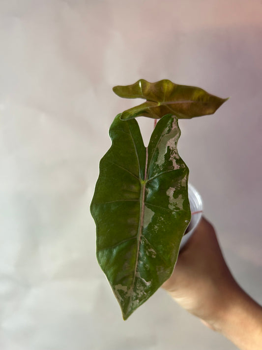 Alocasia Psedou Sanderiana Albo Pink