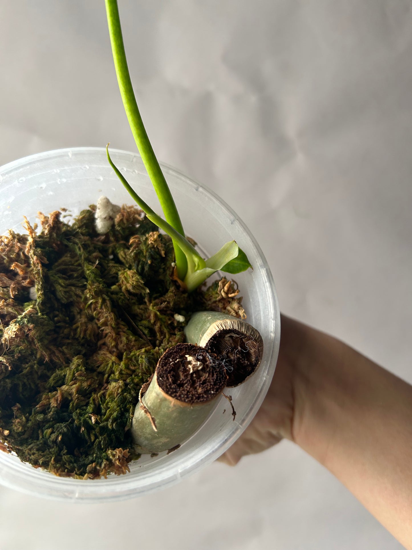 Philodendron Radiatum Variegated