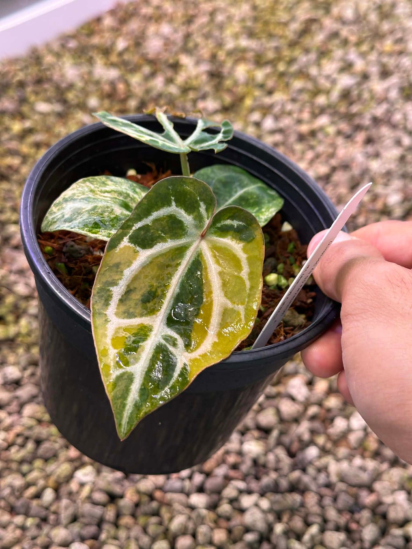 Anthurium (Crystallium x Michelle) x (Michelle x Zara) By Han Kirok