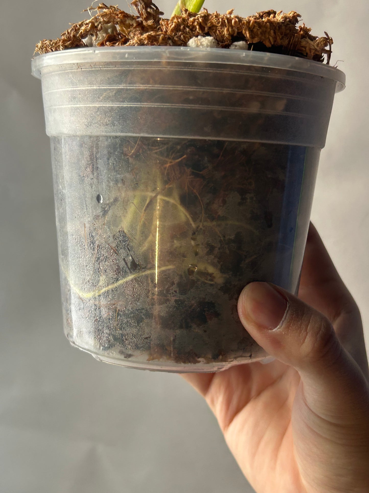 Monstera Thai Constellation “Miracle” Cutting