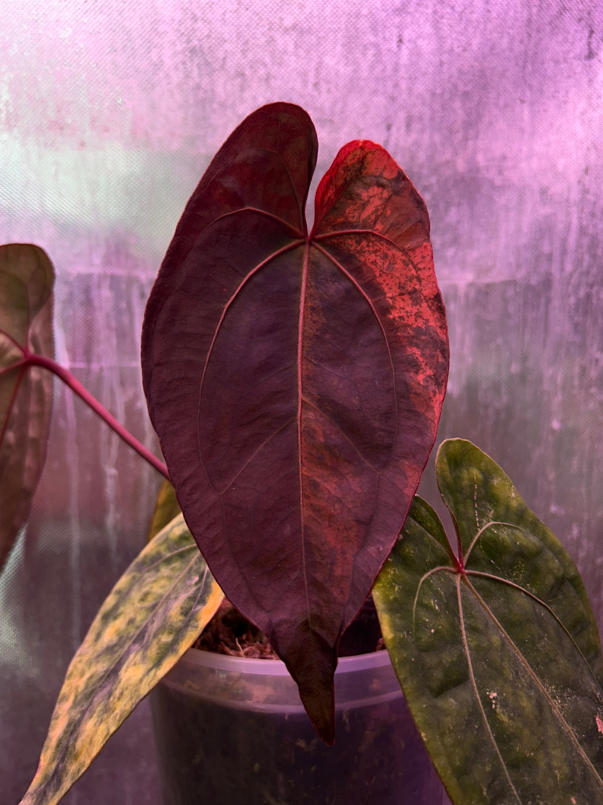 Anthurium AOS ‘Tezula’ x RVDP Clone