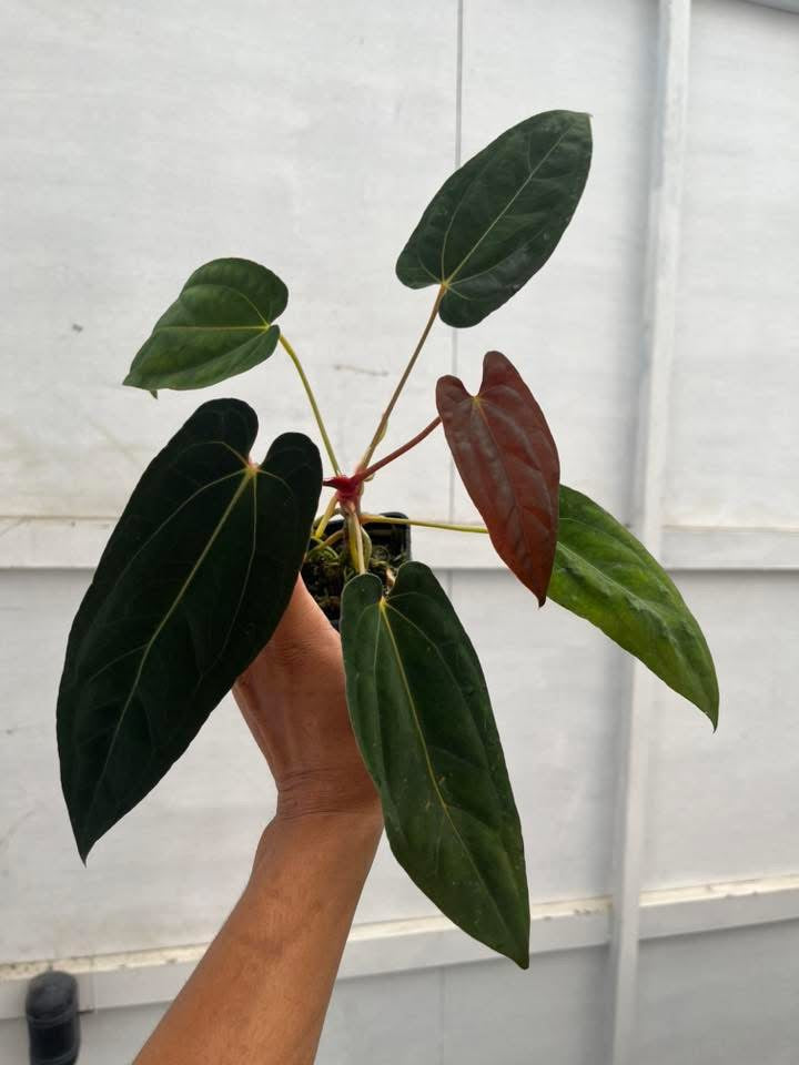 Anthurium Darkest Panama x Anthurium Pap Ree by Han Kirok