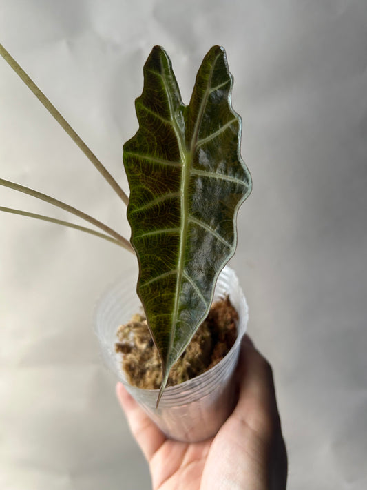 Alocasia Sanderiana Bull Aurea