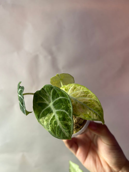 Alocasia Ninja Tricolor aka Splash