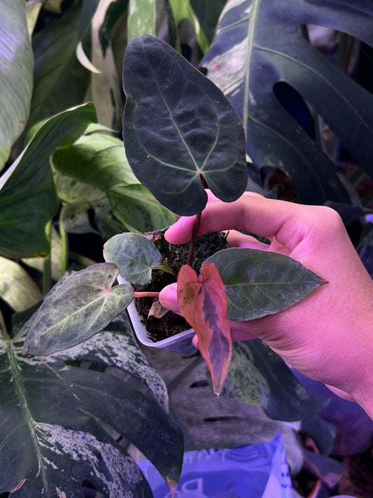 Variegated Anthurium ( Crystallium x Michelle) x ( BVEP x RLFS)