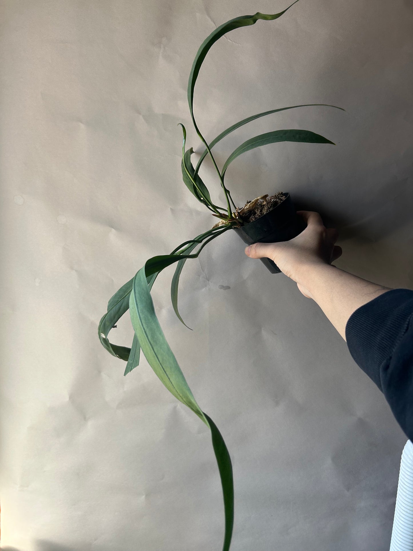 Anthurium Vittarifolium