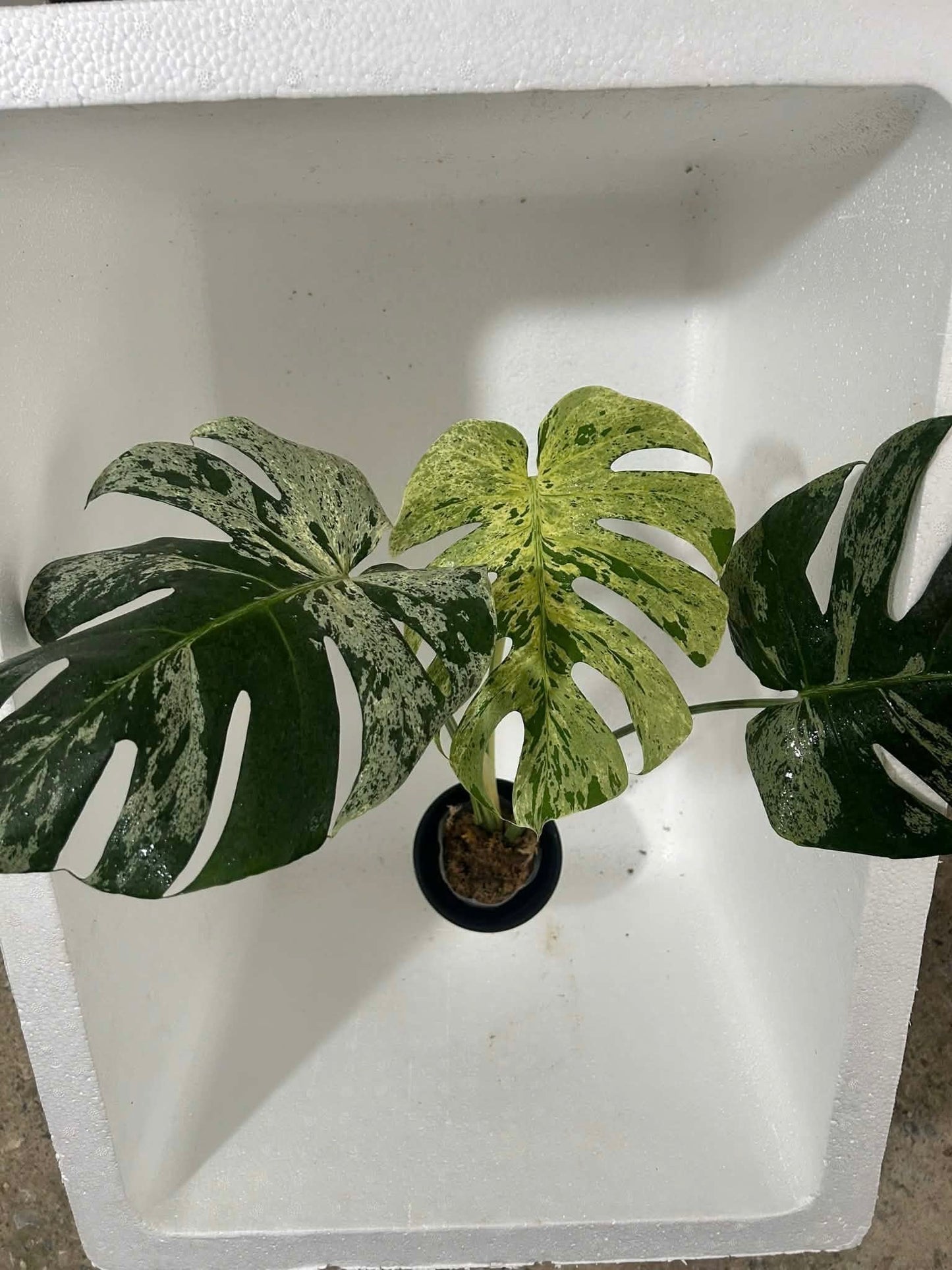 Monstera Vietciosa XXL