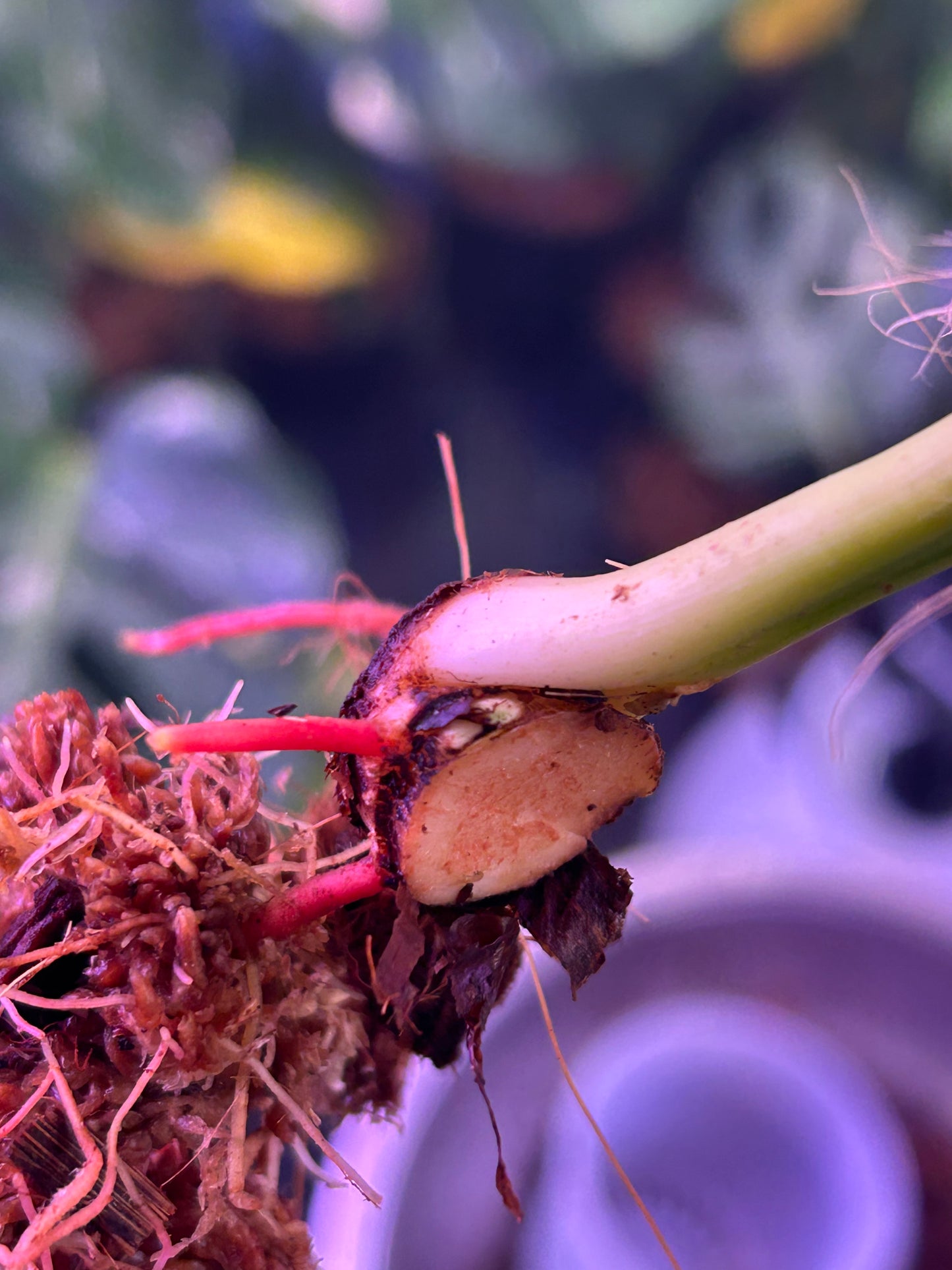 Philodendron Pastazanum Aurea ( Cutting )