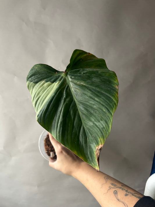 Philodendron Pastazanum Albo
