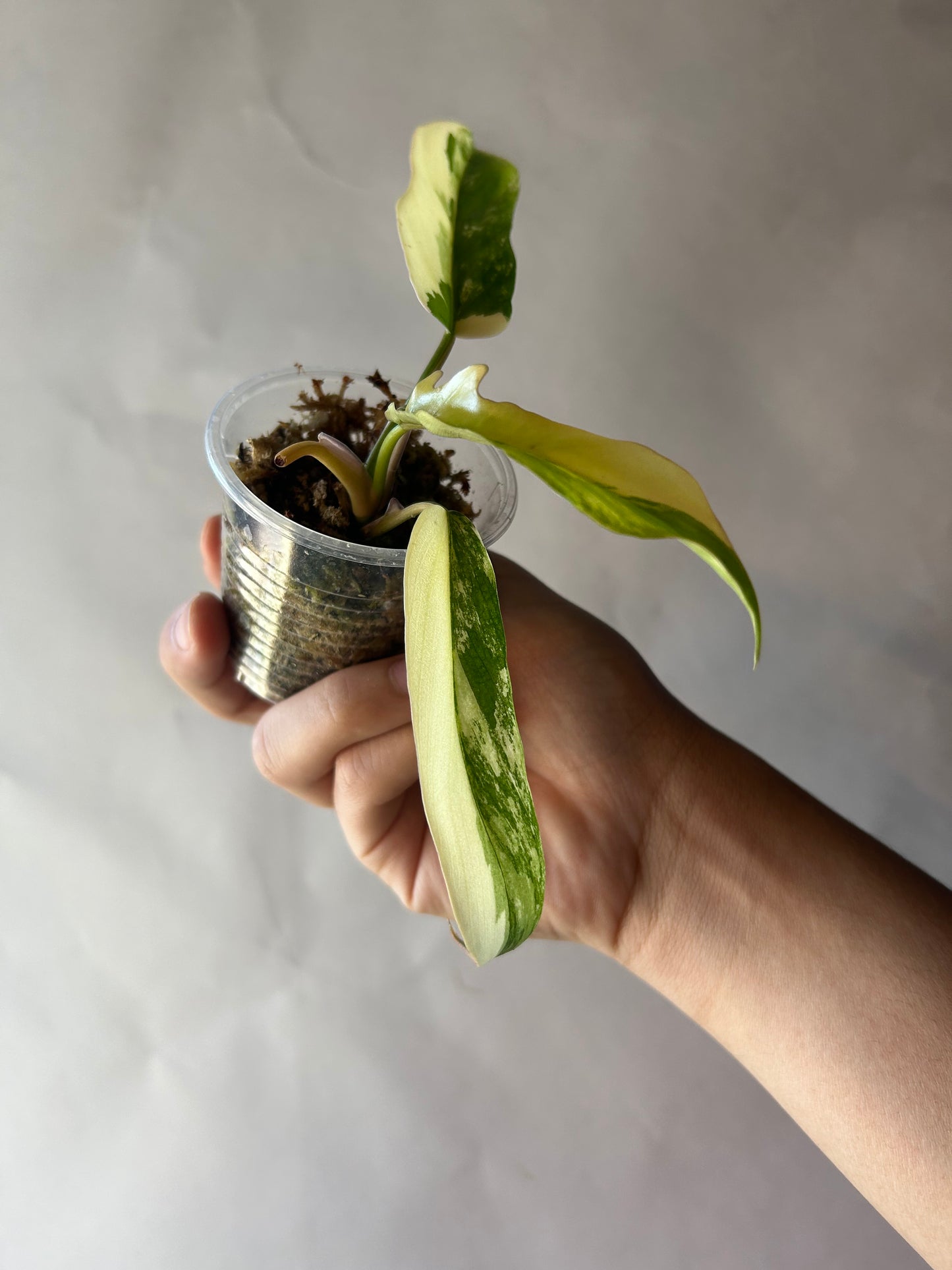 Philodendron Flobe x Tortum