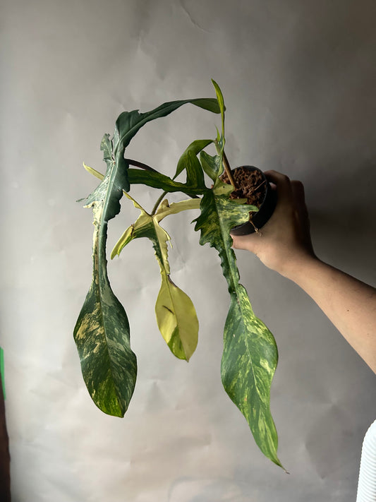 Philodendron Florida Beauty