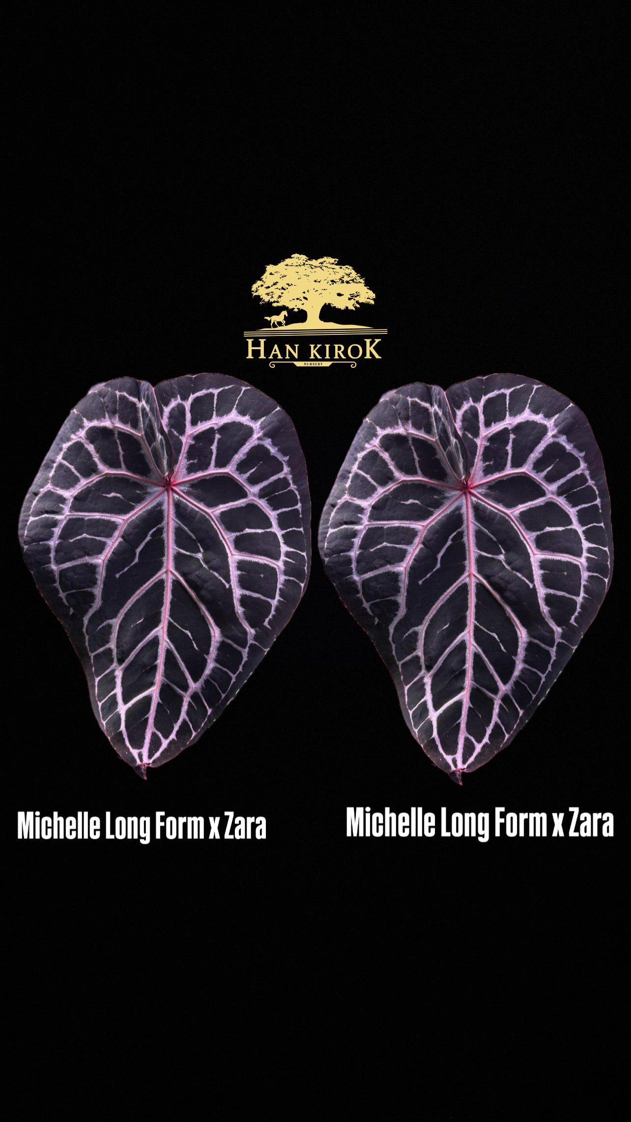 Anthurium (Michelle Long Form x Zara ) x Self