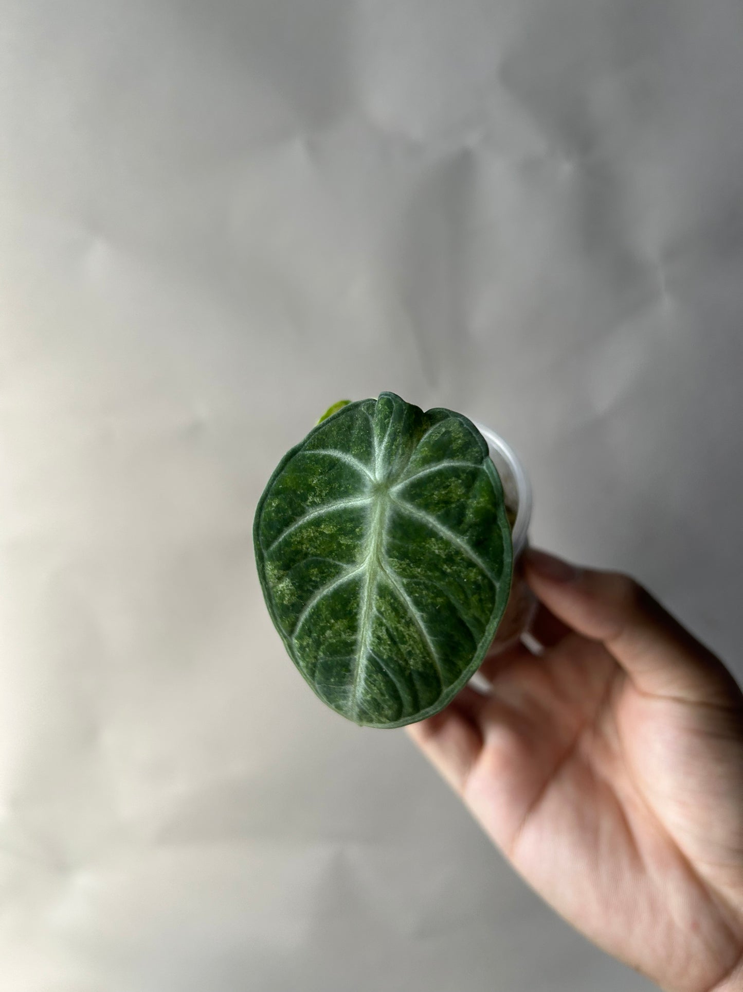 Alocasia Ninja Splash Tricolor