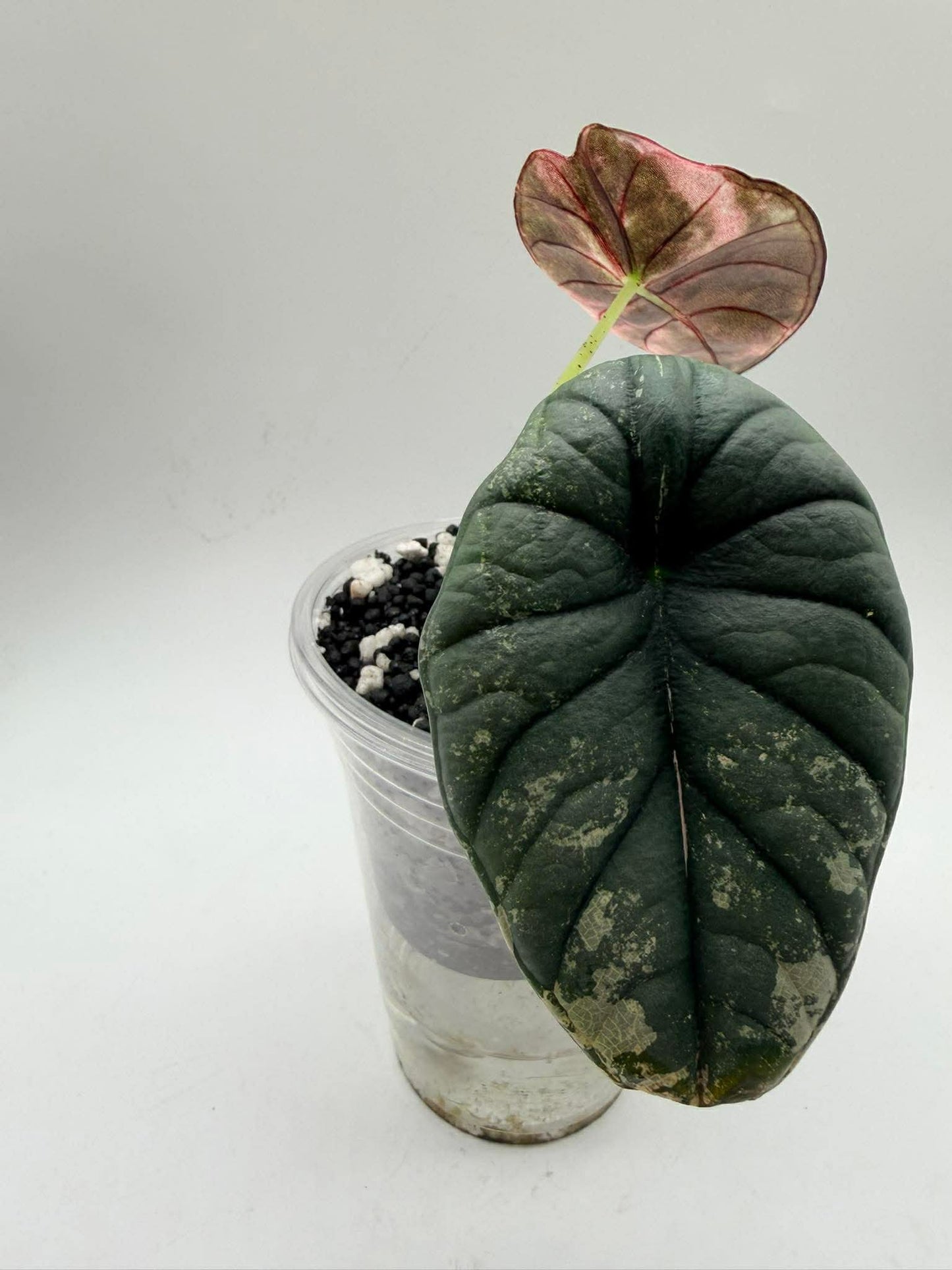 Alocasia Nebula Albo Pink