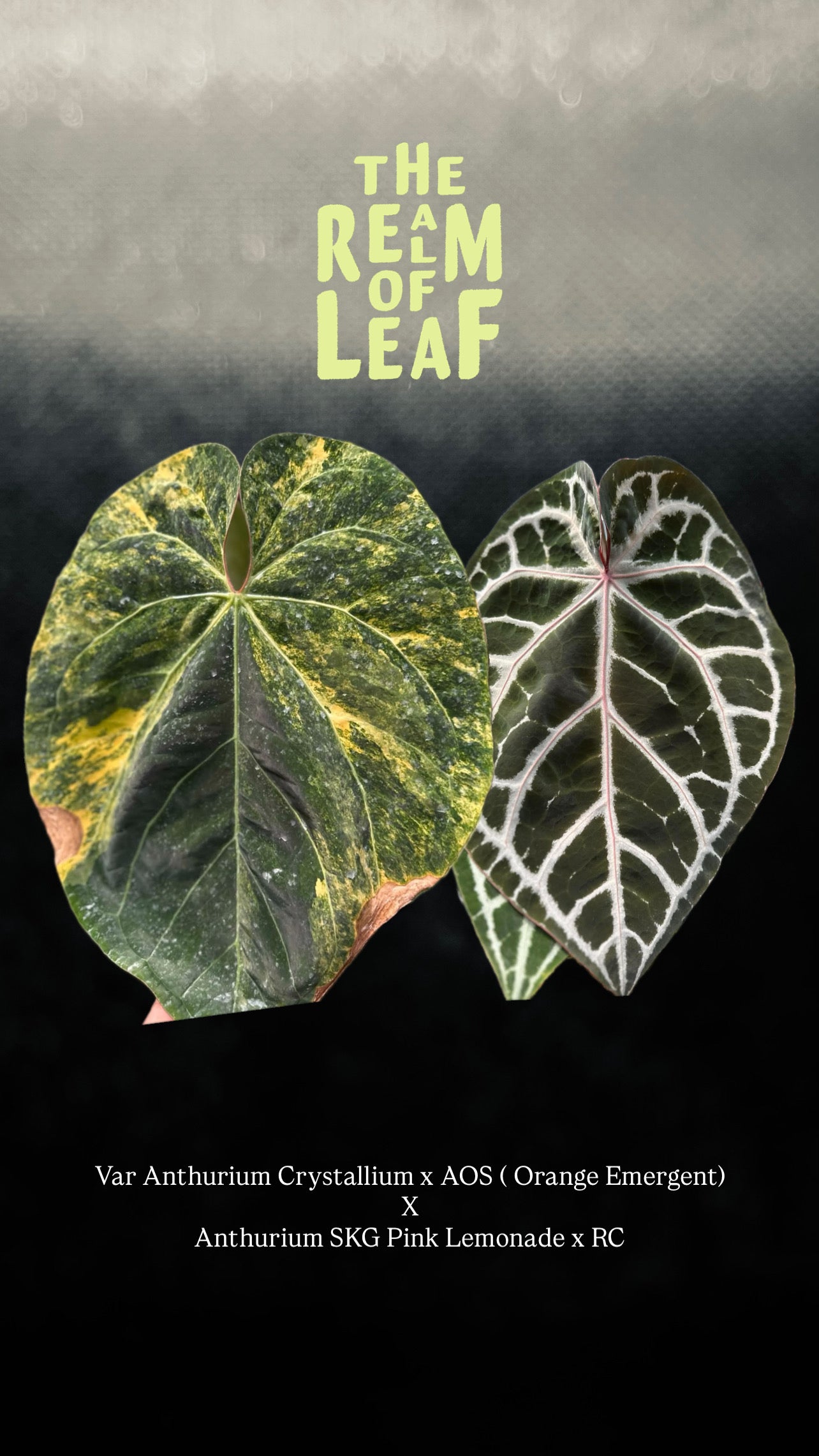 Variegated Anthurium ( Crystallium x AOS) Orange x ( SKG Pink Lemonade x RC)