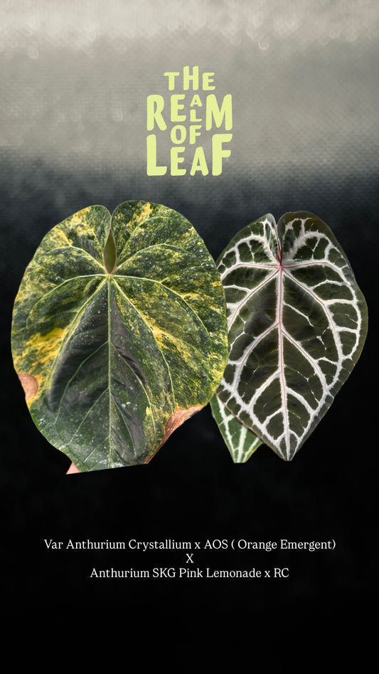Variegated Anthurium ( Crystallium x AOS) Orange x ( SKG Pink Lemonade x RC)
