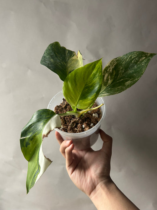 Philodendron White Wizard Tricolor (Aurea)