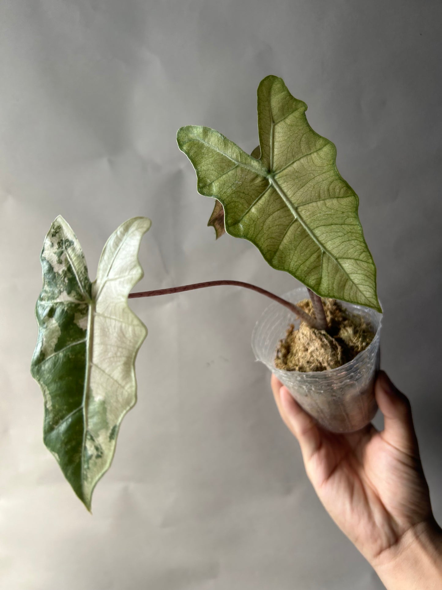 Alocasia Pseudo Albo/Pink