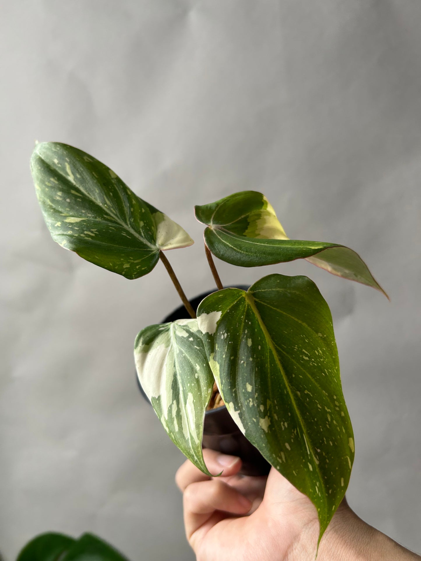Philodendron Gloriosum Tricolor aka Galaxy