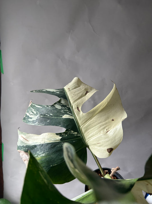 Monstera Deli x Bors Mint ( True Mint)