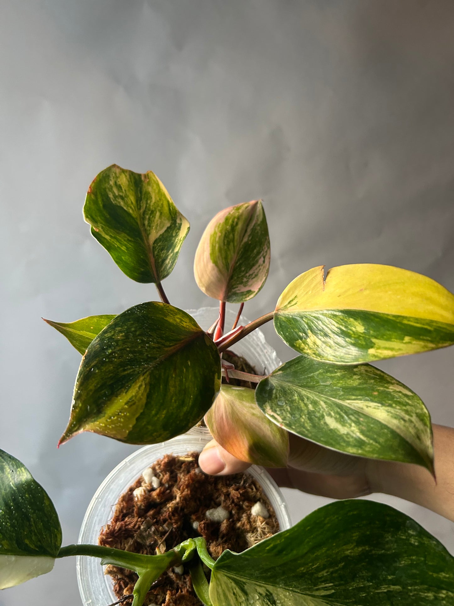 The Knight & Princess Combo